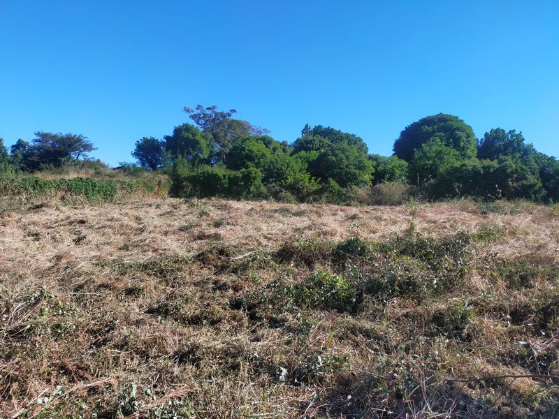A view of a cleared residential plot featuring mature trees and natural vegetation under a clear blue sky.