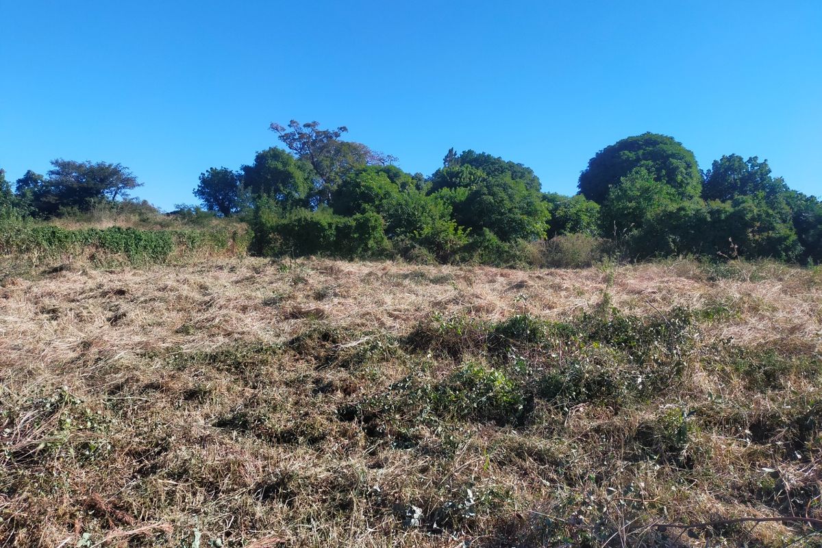A view of a cleared residential plot featuring mature trees and natural vegetation under a clear blue sky.