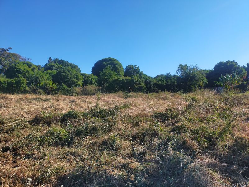 A view of a vacant residential plot featuring cleared dry grass and mature trees in the background.