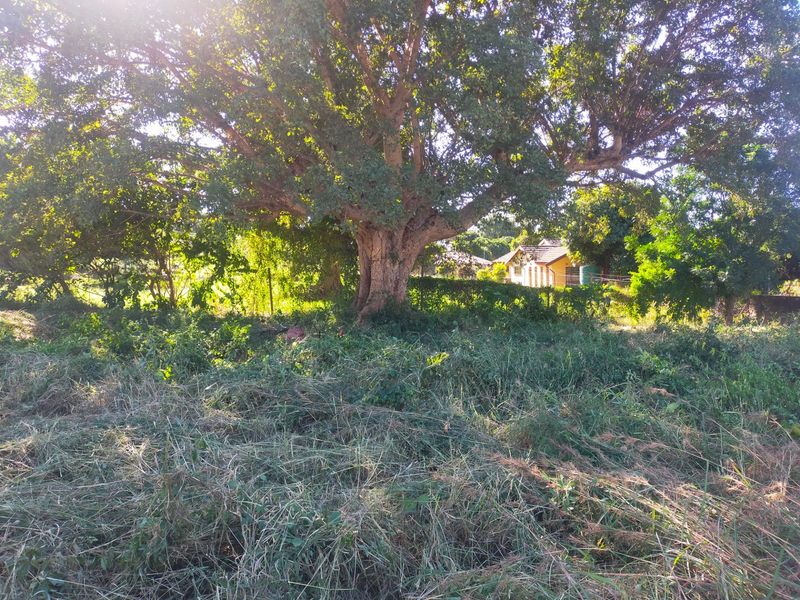 A view of a residential plot featuring a large mature tree and overgrown vegetation, with neighboring property visible in the background.