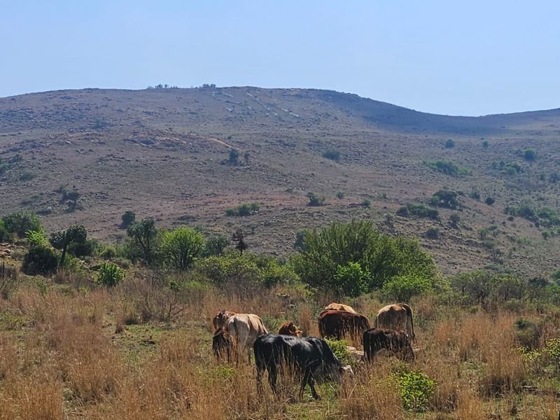 A scenic view of the farm's natural landscape featuring rolling hills and open grazing land.