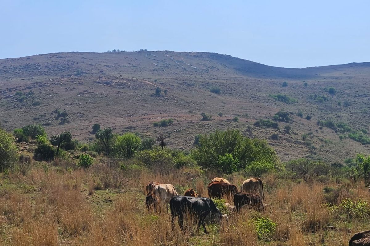 A scenic view of the farm's natural landscape featuring rolling hills and open grazing land.