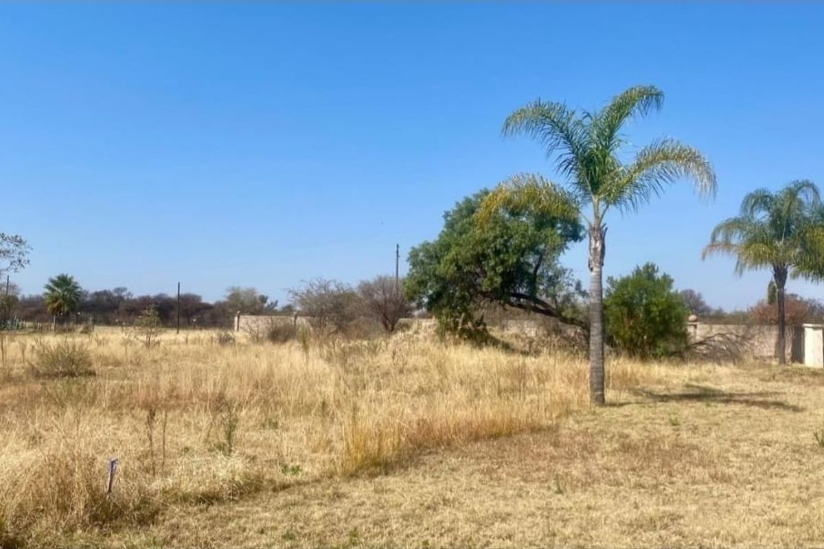 A vacant residential plot featuring established palm trees, natural vegetation, and a perimeter wall, offering a clear space for future development.