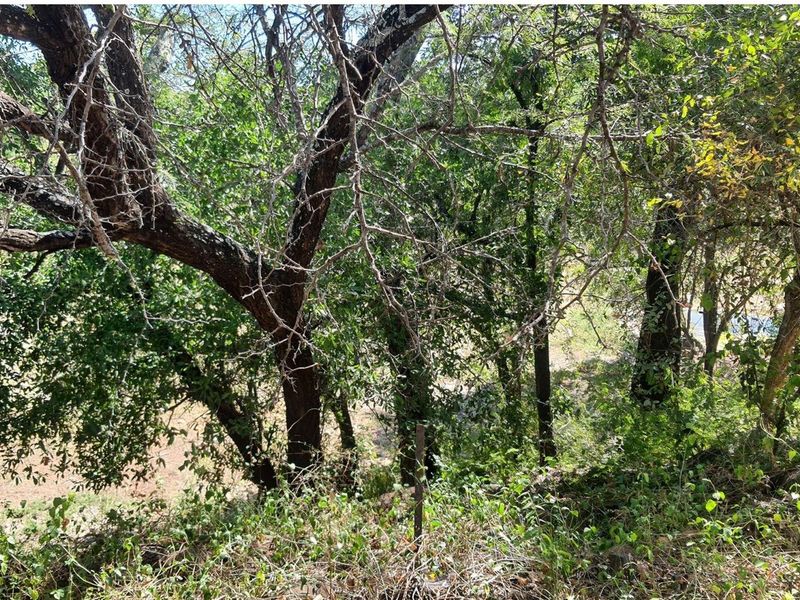 Vacant Land For Sale in Blyde Wildlife Estate, Hoedspruit - Photo 8
