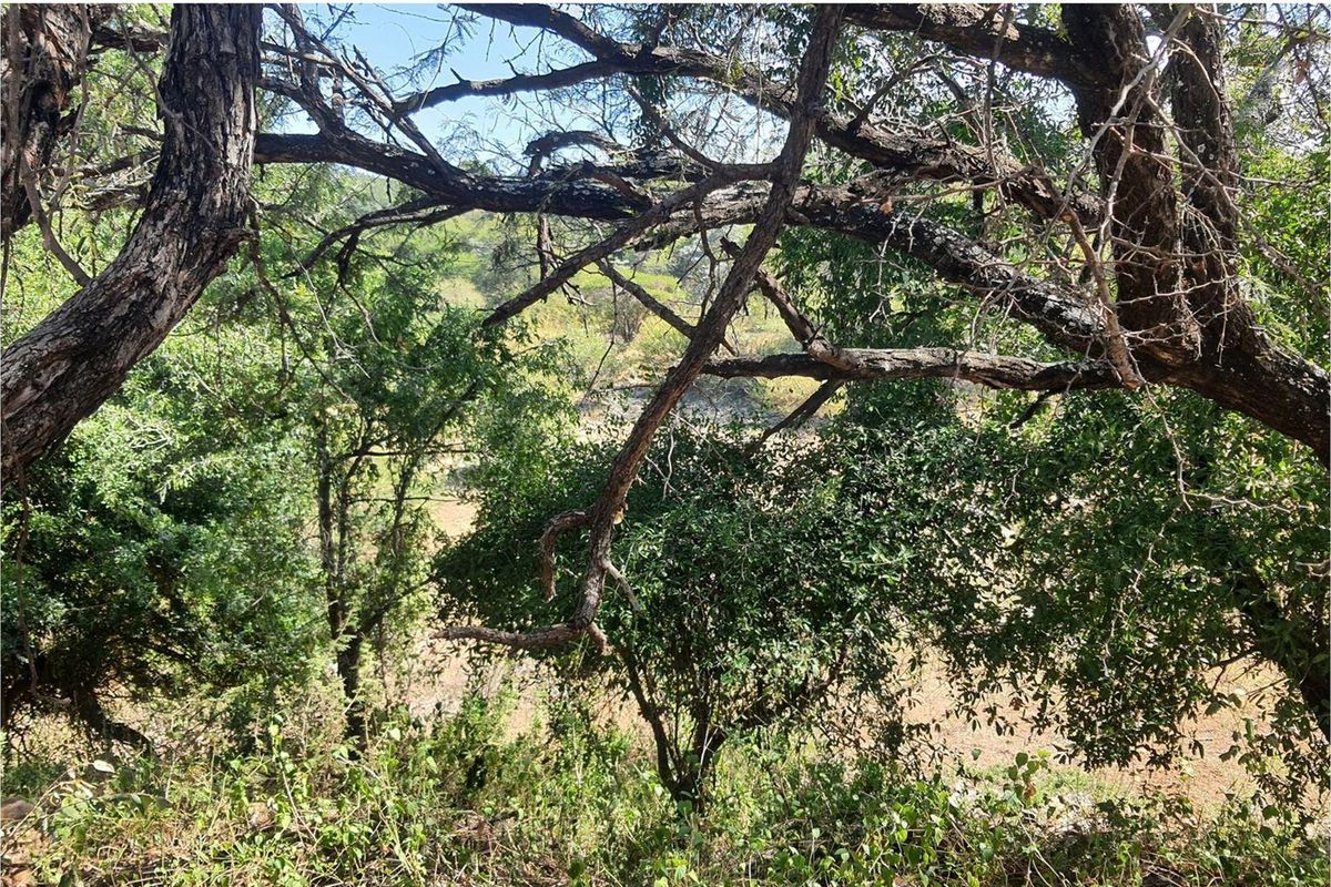 Vacant Land For Sale in Blyde Wildlife Estate, Hoedspruit - Photo 3