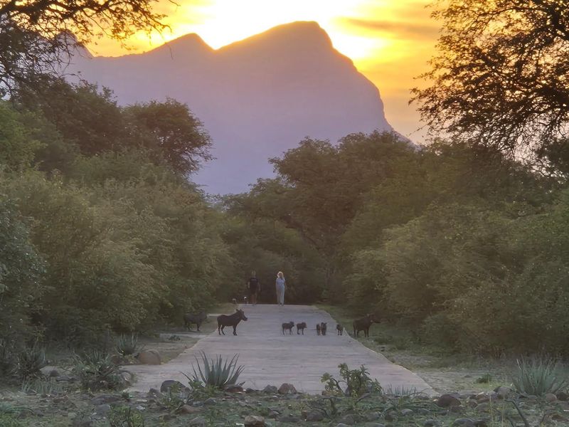 A scenic view of a paved path leading through natural bushveld vegetation towards a prominent mountain silhouette at sunset.