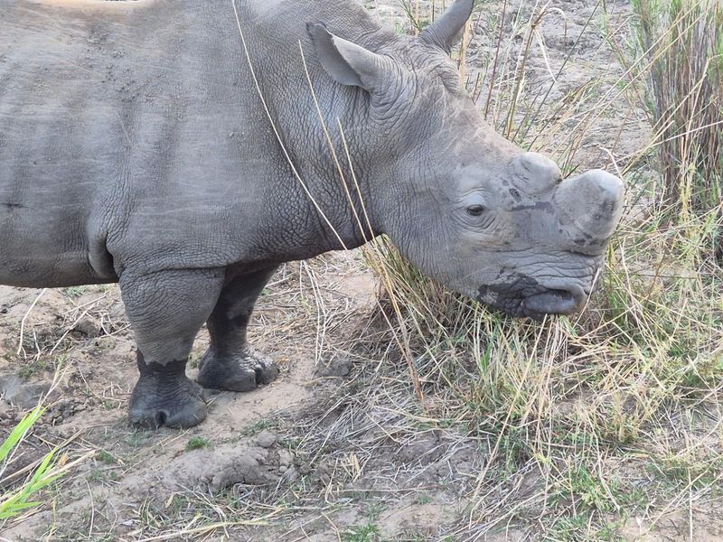 Plot For Sale in Moditlo Nature Reserve, Hoedspruit - Photo 8