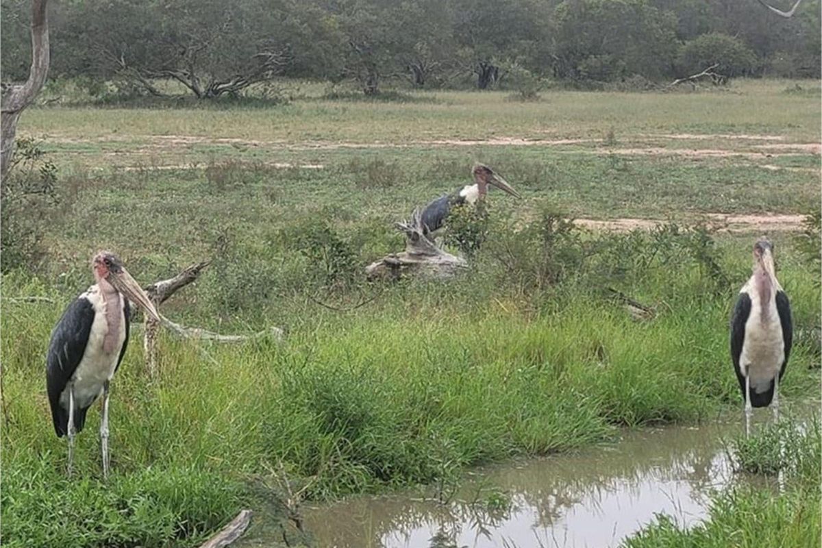 Plot For Sale in Moditlo Nature Reserve, Hoedspruit - Photo 5