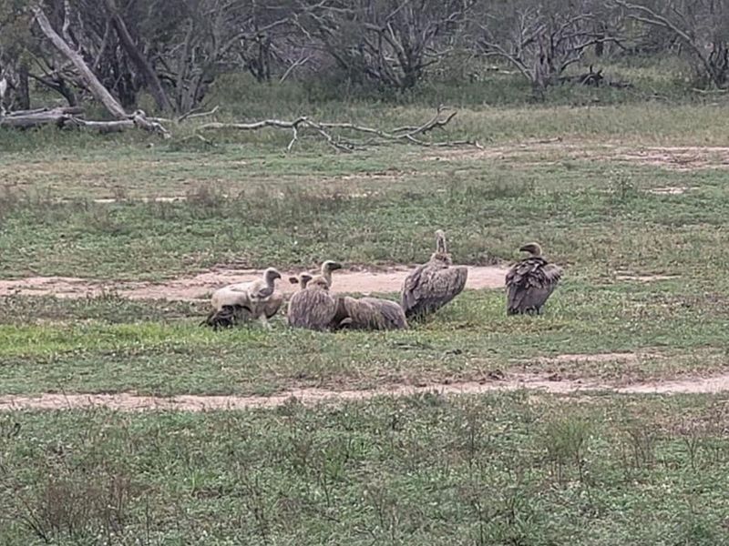 Plot For Sale in Moditlo Nature Reserve, Hoedspruit - Photo 4