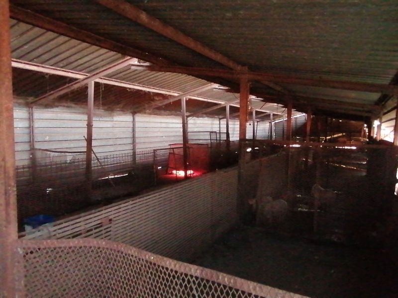 A large, utilitarian farm shed featuring metal roofing, steel support columns, and wire mesh animal enclosures, showing significant signs of age and wear.