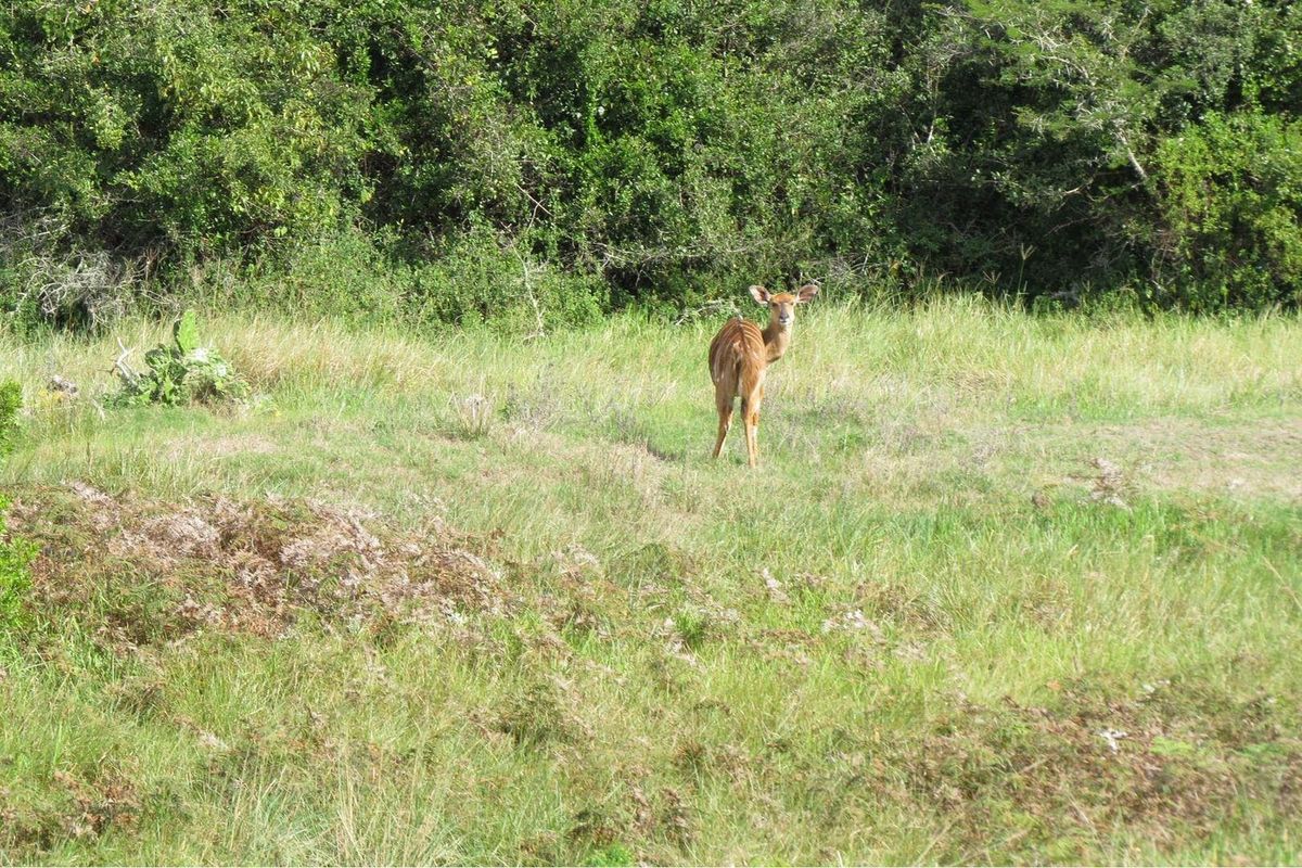 Farm For Sale in Colleen Glen, Port Elizabeth - Photo 2