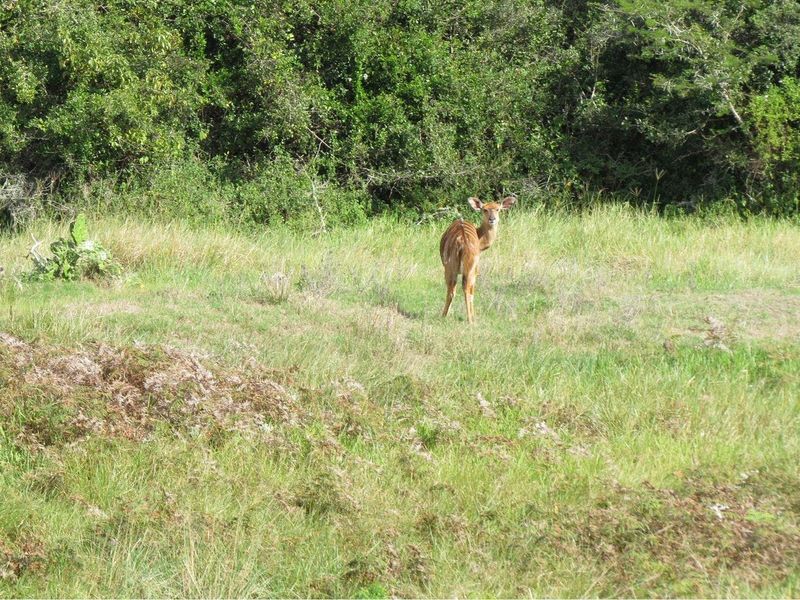Farm For Sale in Colleen Glen, Port Elizabeth - Photo 2