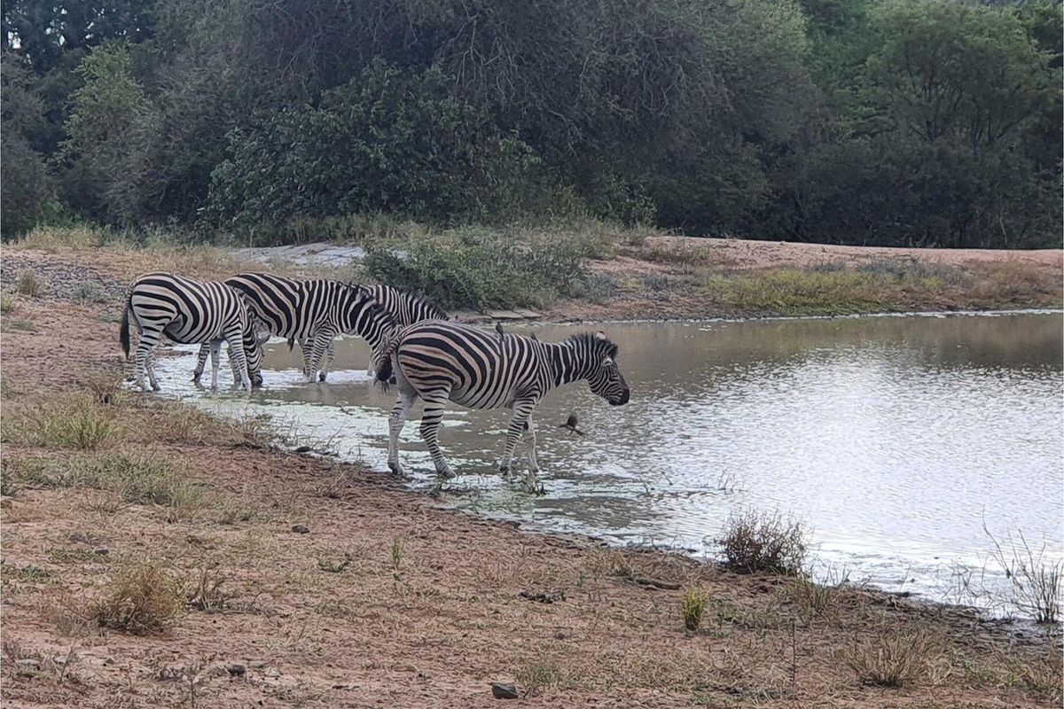 Vacant Land For Sale in Moditlo Nature Reserve, Hoedspruit - Photo 3