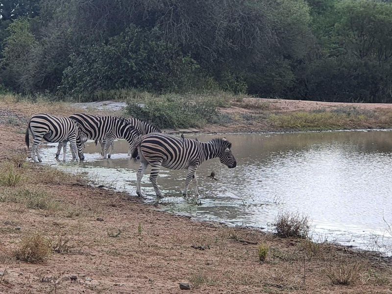 Vacant Land For Sale in Moditlo Nature Reserve, Hoedspruit - Photo 3