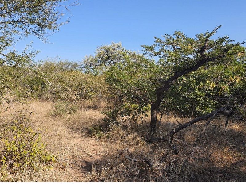 Vacant Land For Sale in Moditlo Nature Reserve, Hoedspruit - Photo 9