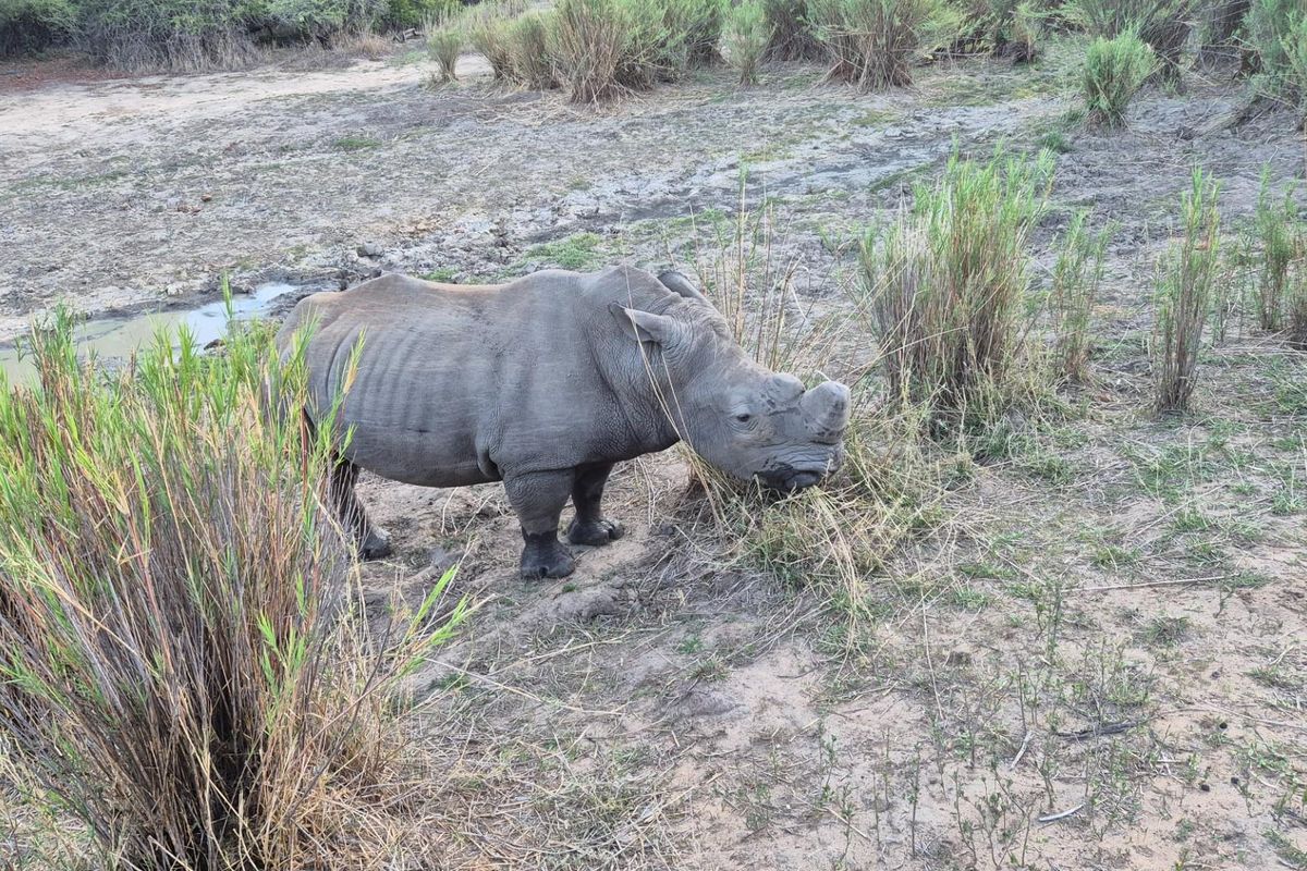 Vacant Land For Sale in Moditlo Nature Reserve, Hoedspruit - Photo 4