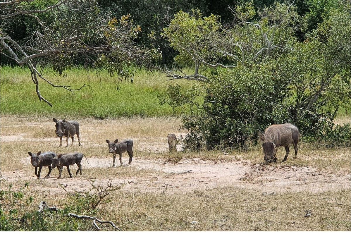 Vacant Land For Sale in Moditlo Nature Reserve, Hoedspruit - Photo 5