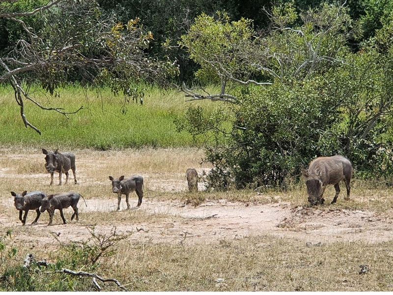 Vacant Land For Sale in Moditlo Nature Reserve, Hoedspruit - Photo 5