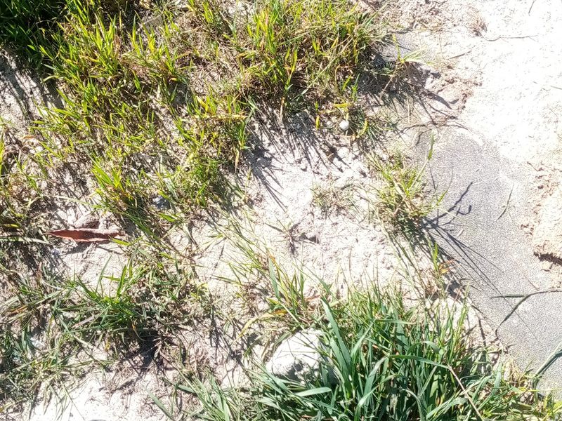 A close-up view of the ground surface showing sandy soil and sparse, patchy grass coverage on the residential land.