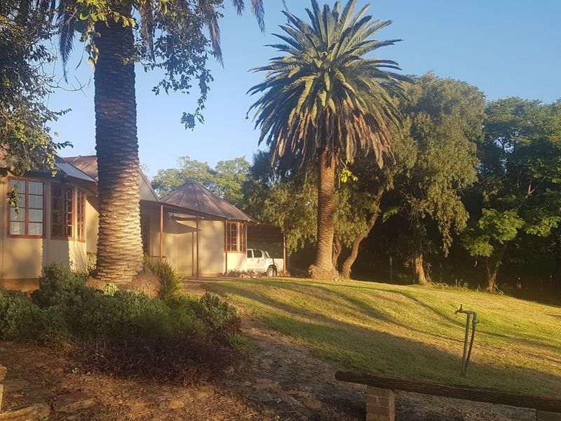 A spacious rear garden featuring mature palm trees, established landscaping, and a covered patio area attached to the main dwelling.