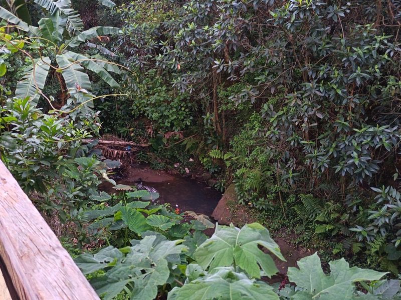A view overlooking a natural stream and dense vegetation, framed by a rustic wooden railing.
