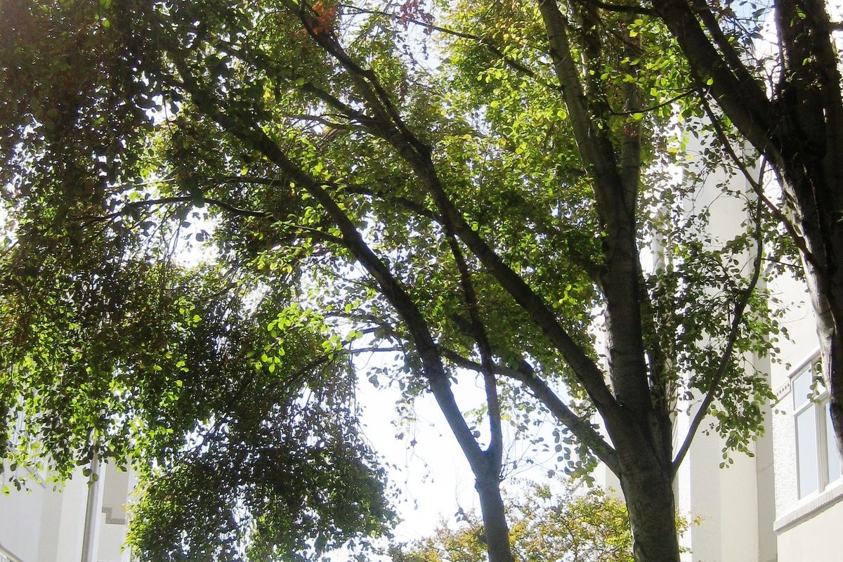 A view of the building exterior partially obscured by mature trees, showing the facade and window placement.