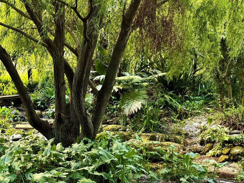 A lush, well-maintained garden area featuring mature trees, dense foliage, and a natural stone pathway.