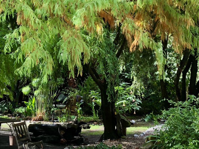 A lush, mature garden area featuring established trees and dense greenery, providing a shaded and tranquil outdoor space.