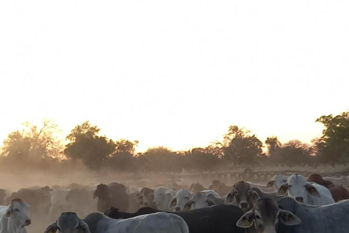 Farm Rosa No. 824 – Tsumeb District on Auction - Photo 4