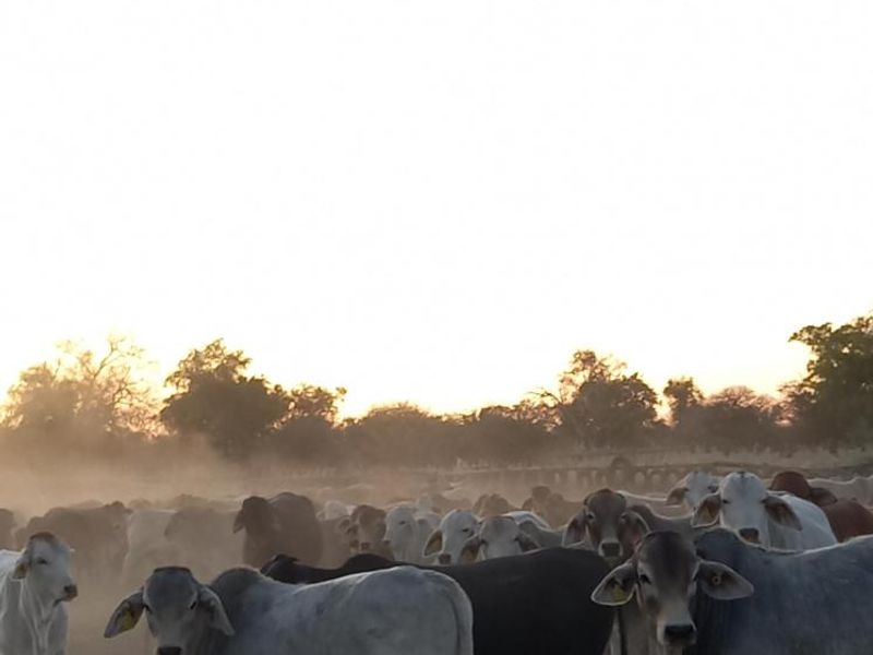 Farm Rosa No. 824 – Tsumeb District on Auction - Photo 4