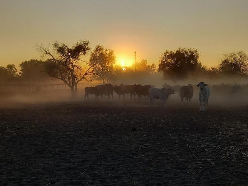 Farm Rosa No. 824 – Tsumeb District on Auction - Photo 6