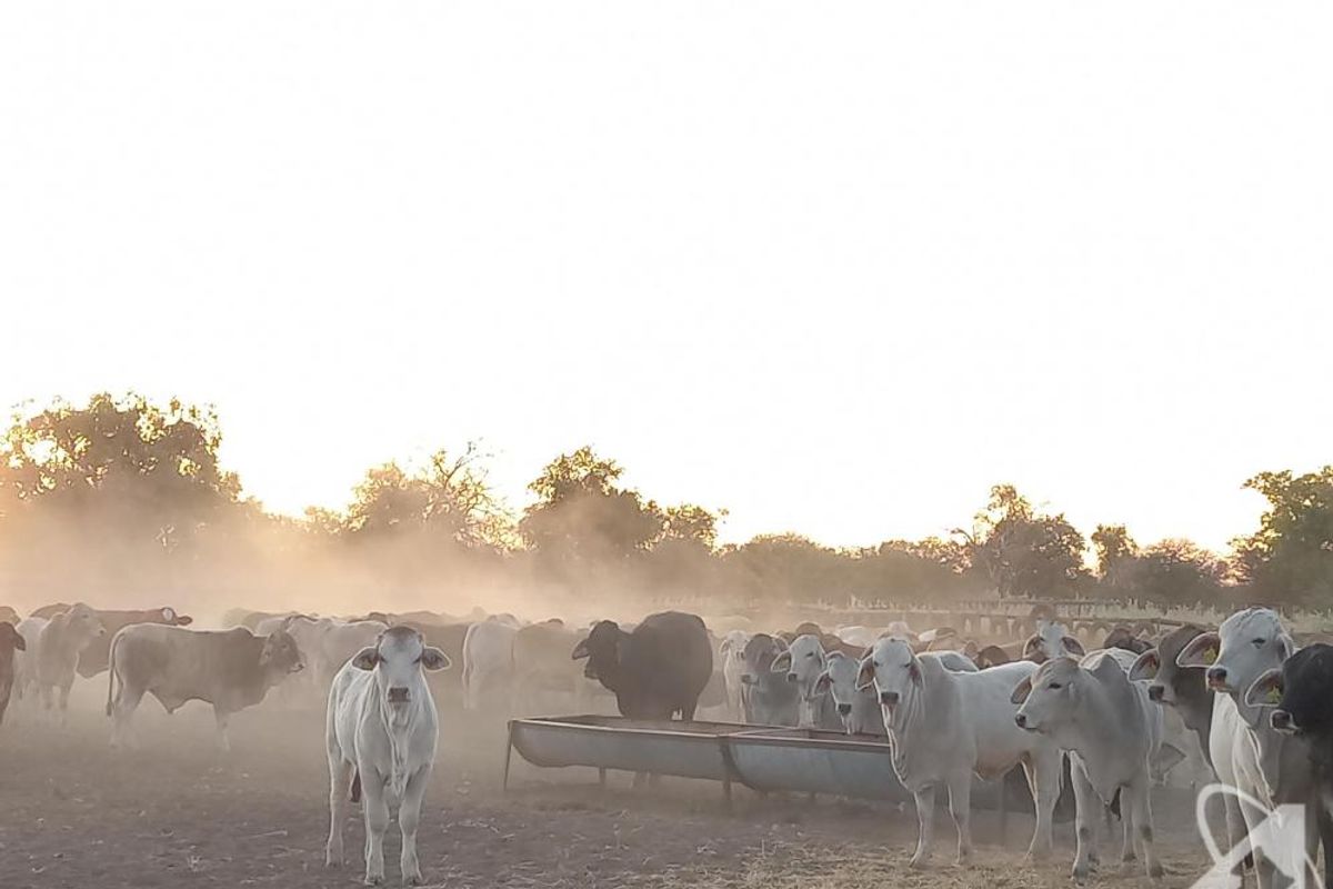 Farm Rosa No. 824 – Tsumeb District on Auction - Photo 5