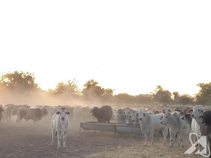 Farm Rosa No. 824 – Tsumeb District on Auction - Photo 5