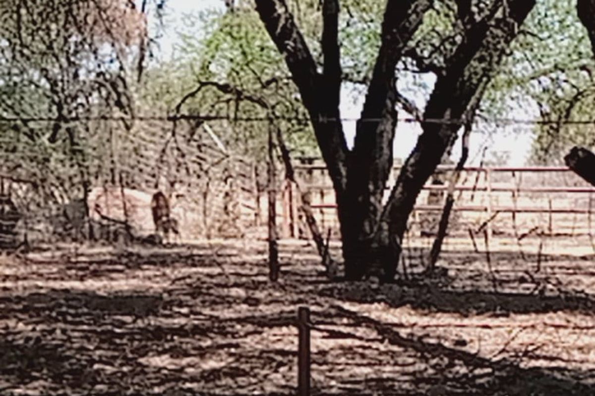 Exceptional Game and Cattle Farm for Sale in the Lichtenburg District - Photo 3