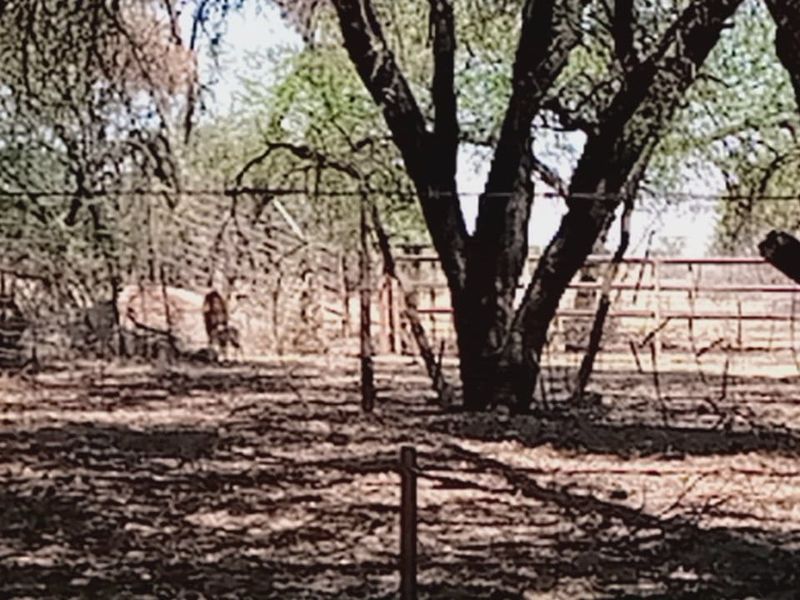Exceptional Game and Cattle Farm for Sale in the Lichtenburg District - Photo 3
