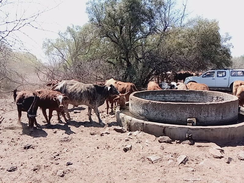 Exceptional Game and Cattle Farm for Sale in the Lichtenburg District - Photo 10