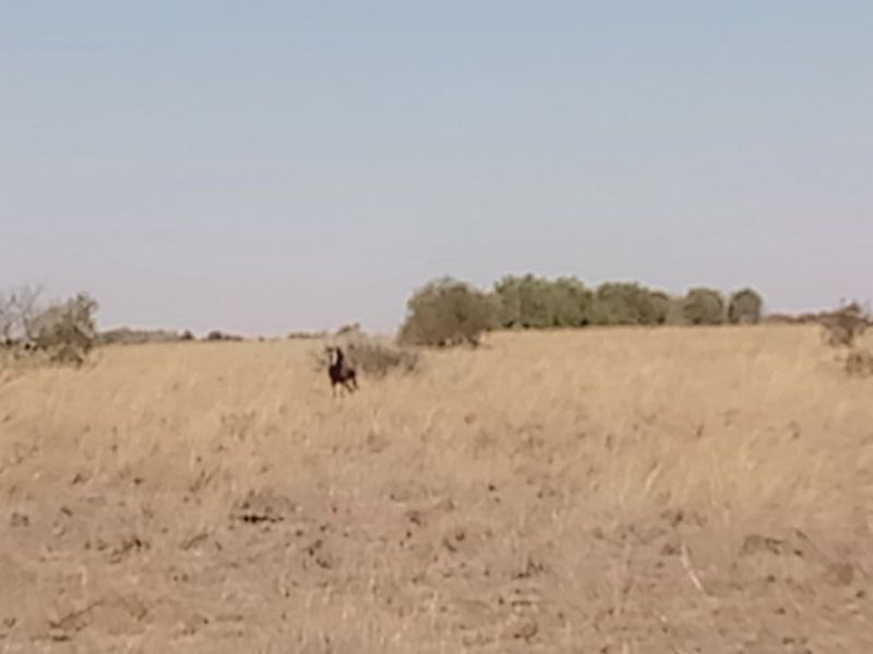 Exceptional Game and Cattle Farm for Sale in the Lichtenburg District - Photo 9