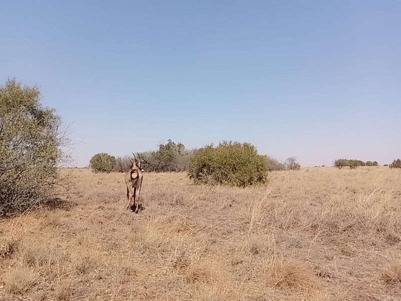 Exceptional Game and Cattle Farm for Sale in the Lichtenburg District - Photo 8