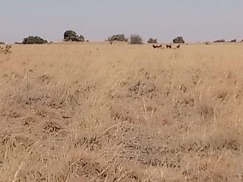 Exceptional Game and Cattle Farm for Sale in the Lichtenburg District - Photo 7