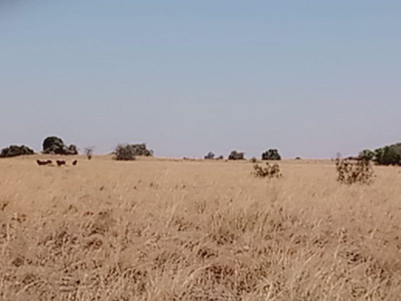 Exceptional Game and Cattle Farm for Sale in the Lichtenburg District - Photo 6