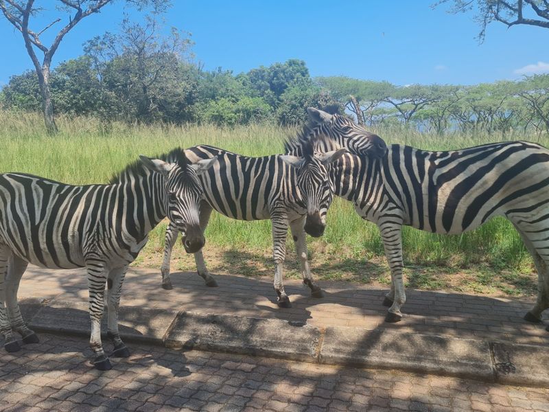 Build Your Dream Home in The Sought After Wild Fig Country Estate  - Photo 10