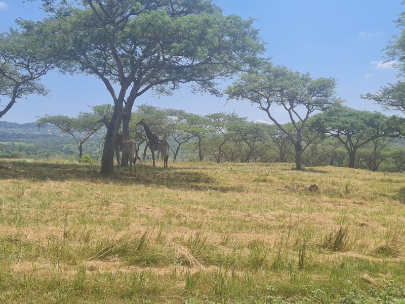 Build Your Dream Home in The Sought After Wild Fig Country Estate  - Photo 9