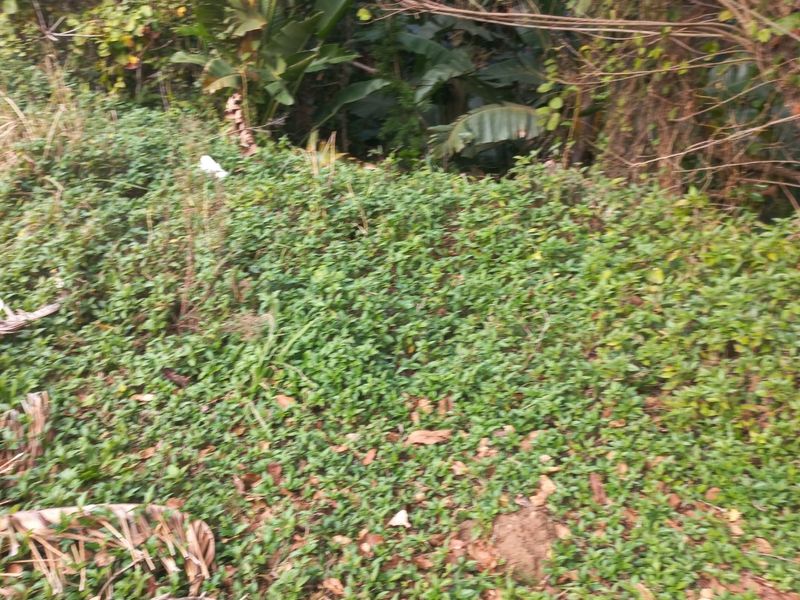 Large Vacant  Land good for a dream home -Palm Beach - Photo 3