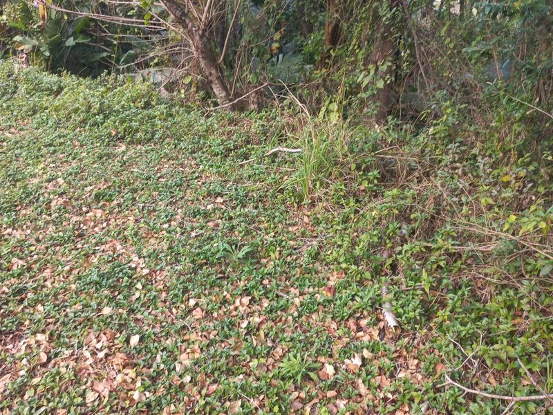 Large Vacant  Land good for a dream home -Palm Beach - Photo 2