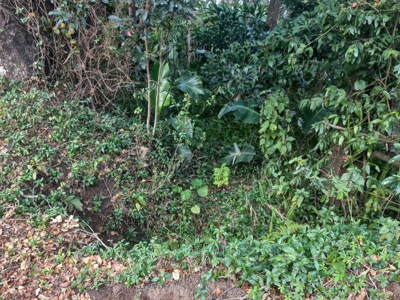 Large Vacant  Land good for a dream home -Palm Beach - Photo 1