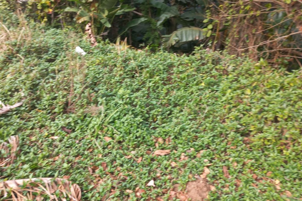 A view of a densely vegetated garden area with mature trees and ground cover on a residential plot.