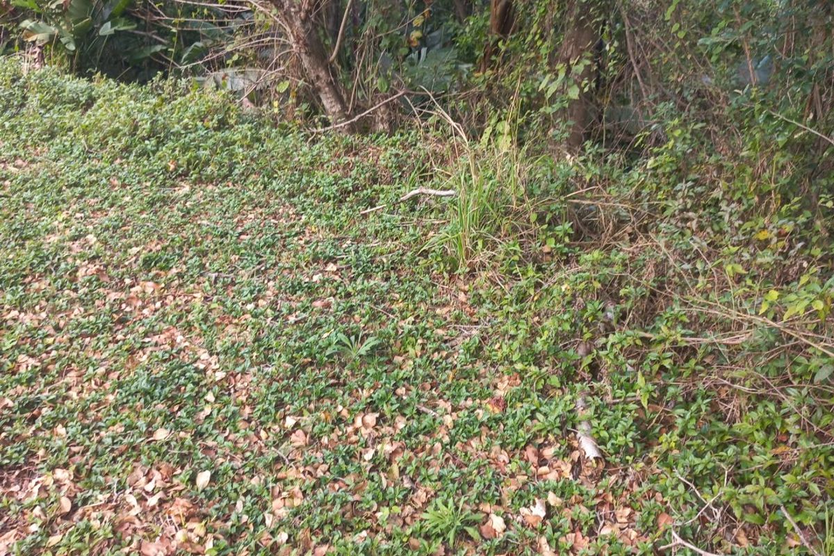 A view of a natural, undeveloped residential plot featuring mature trees and dense ground cover vegetation.
