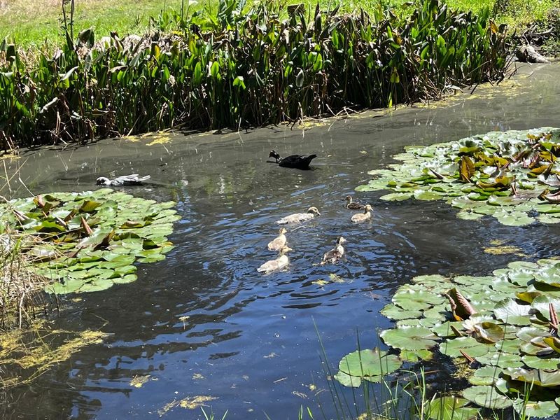 Off the grid Lifestyle Property ideal for dual living or potential income generating prospects - Photo 8