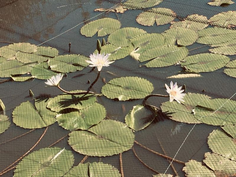 Off the grid Lifestyle Property ideal for dual living or potential income generating prospects - Photo 7