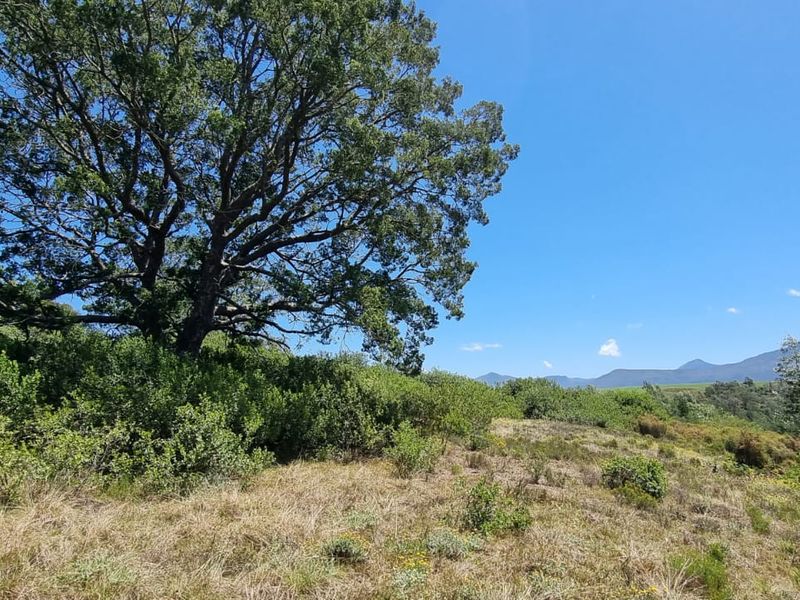 64 ha of natural environment on the Karatara River with some cleared areas on the plato at the top of the property - Photo 9